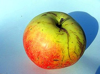 Frutat e shijshme dhe aromatike do t'ju japin një shumëllojshmëri të shafranit Pepin të mollës