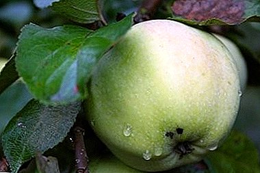 Deliciosas e perfumadas variedades de mazás "Grandes persoas"