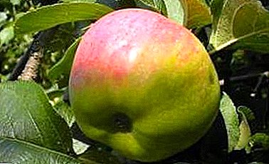 Heerlike en pragtige vrugte, ideaal vir sap - Aromatiese verskeidenheid appels