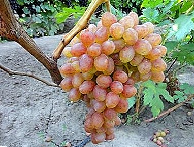 Anggur sedhep lan dipercaya "Kishmish Nakhodka"