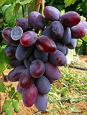 შთამბეჭდავი და დიდი, გემრიელი და ლამაზი - ატამანის ყურძენი