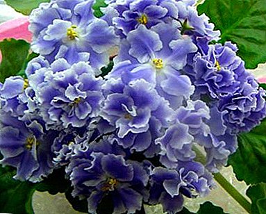 خوبصورتی یا بنفشی "نیلے دھند" کی شکل. پلانٹ کی دیکھ بھال اور پھول کی تصویر