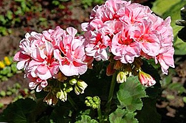 Pelargoniums түштүк даамдуу түрлөрү "Shukar", "Varvara элиша," "Нина" жана "Лабор"