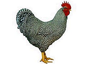 Popular jeung nyebar - Amrox breed chickens