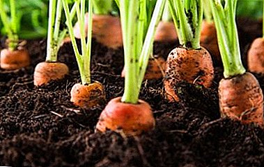 Дали е можно и како да се задржи моркови во градината до пролетта: чекор-по-чекор алгоритам, совети за избор на вистинската сорта