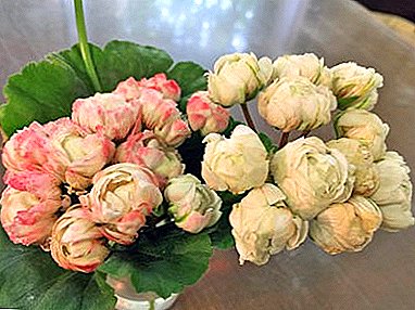 Çdo gjë që ju duhet të dini për Pelargonium Princi Gustav: përshkrimi me foto, historia e varietetit, kultivimi dhe kujdesi