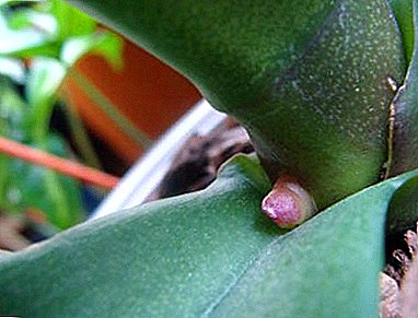 Alles iwwer Phalaenopsis peduncle: wat et ass a wéi et wächst, wat nach de Knospe ze verschwannen?