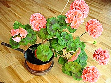 Kabeh babagan kamar geraniums: foto, jenis lan jinis kembang, utamane budidaya