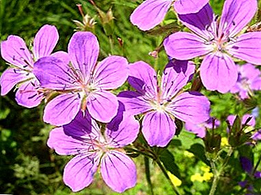 जंगल geraniums को बारे मा: यो सजावटी फूल के छ, जो लोकप्रिय किस्मों को छ, कसरि यो राम्रो तरिकाले विकसित गर्न को लागी?