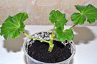 ទាំងអស់អំពីការបន្តពូជនៃ cuttings geranium នេះ។ តើធ្វើដូចម្តេចនិងនៅពេលណាដើម្បីដាំរុក្ខជាតិនៅផ្ទះមួយ?