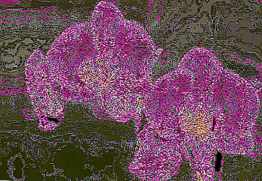 Kabeh babagan orkid lilac: cara kanggo ngurus kembang kraton