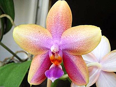 Mahitungod sa Lyodoro Orchid: ang mga sekreto sa pagtubo sa usa ka matahum nga tanum
