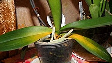 Duk game da dalilin da yasa mabudin orchids sunyi launin rawaya da abin da za suyi don ceton su