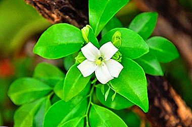 Բույսերի ամենատարածված տեսակների «Muraya (Murraya) Paniculata» լուսանկարներով եւ բացատրություններով