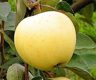 Todas as mazás favoritas Bely derramando: descrición da variedade e as súas características