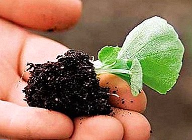 Begonia tushishi haqida hamma narsa - A dan Zgacha