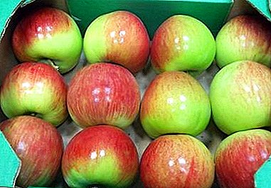 Kabeh babagan wit apel saka kelas Rossoshansky sing dikenal lan populer