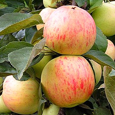 ყველაფერი apple varieties Yubilyar: აღწერა, მახასიათებლები, მახასიათებლები გაშენების