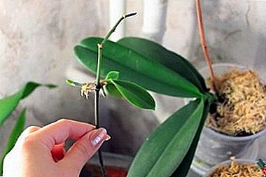Sve najkorisnije i zanimljivije o reprodukciji reznica orhideja