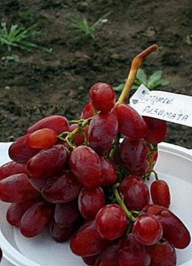Prometedora variedade do século XXI: uvas "Descendente de Rizamata"