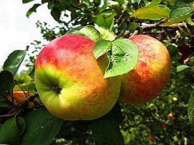 સફરજન, જામ બનાવવા માટે આદર્શ - ઓર્લોવિમ વિવિધતા