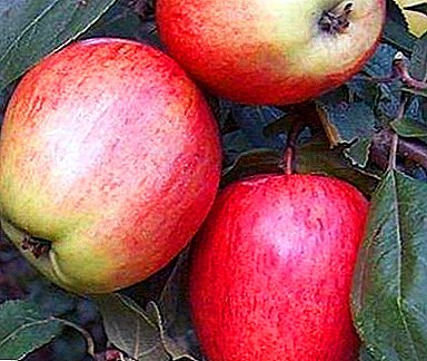 سیب با محتوای بالا از "ascorbinka" - انواع Scala