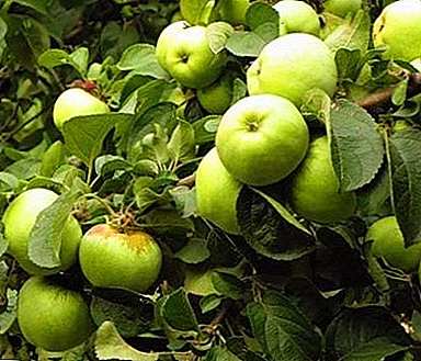 Mazás de variedades de inverno: cando recoller e como prepararse para almacenar? Consellos para coidar a árbore despois da colleita