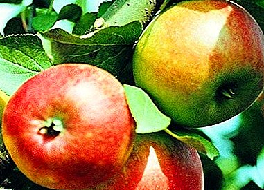 Apple mat engem ausgezeechten Hunneggeschmack - Variety Korobovka