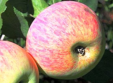 Dhirta Apple ee cimilada qaboobaha - darajada Persianka