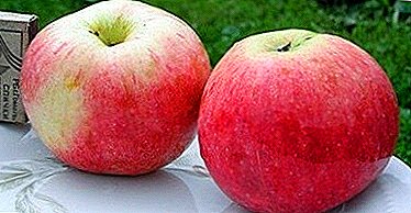 Apple Robin becik kanggo breeding ing peternakan omah