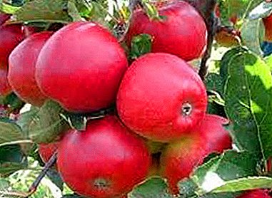 Apple Tree uban ang usa ka makalingaw nga ngalan - Aphrodite