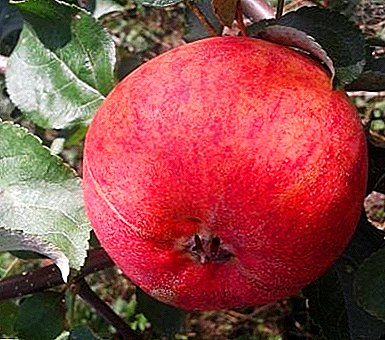 Խնձորի ծառը բարձրակարգ ադապտացիայի եւ գեղեցիկ մրգերի շնորհիվ Գրաֆսկիի դասի նվեր է