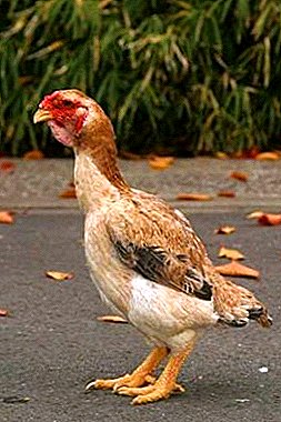 Japanese fighting birds - Yamato breed chickens