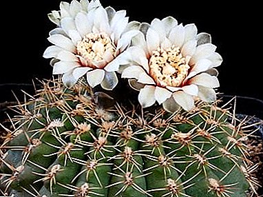 Japanese cacti na windo gị - "Gymnocalycium": na-elekọta n'ụlọ, ụdị, foto