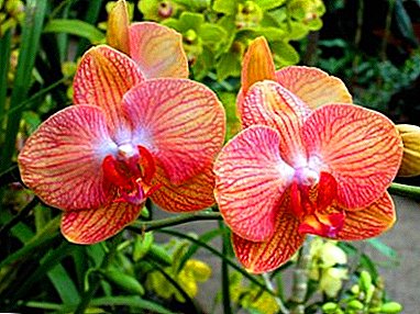 Eguzkia, laranja orkidea bezain distiratsua