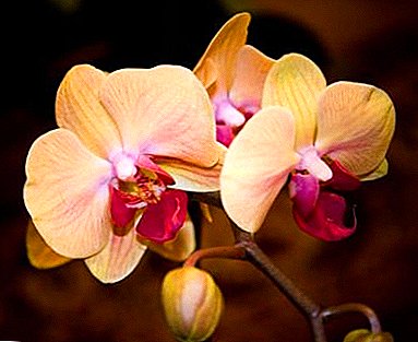 Kukongola kowala mumakolo anu - okongola a orchid Kukongola