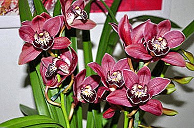 Агыш Flower - Cymbidium Orchid. өсүмдүктөрдүн жана сактоо эрежелерин Description