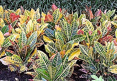 Bright Codiaeum (Croton) Petra: hauj lwm ntawm lub paj nrog ib tug yees duab, tswv yim rau kev saib xyuas
