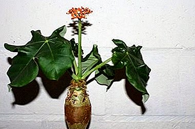 Jatropha - la floranta ventro de la Budho