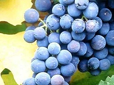 Pse e duam rrushin e pëllumbit dhe a është e përshtatshme për verë?