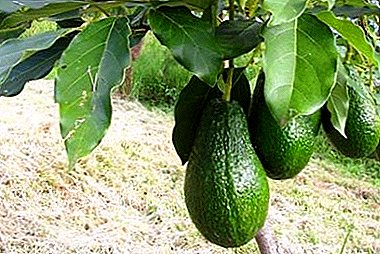 Avocado بیماریوں: ایک پودے پر خشک پتیوں کی تجاویز کیوں، وہ کیوں گرتے ہیں؟