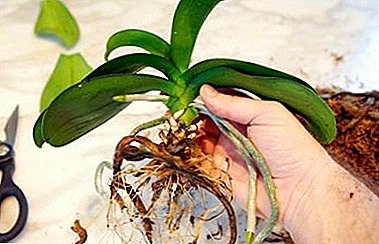 Pflege vun de Wuerzelen fir helle Blummen: wielt de richteg Buedem a Pot fir Orchidentransplantatioun