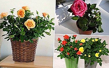 مراقبت از یک گلدان در گلدان در زمستان. چگونه برای مراقبت از گیاه در خانه؟