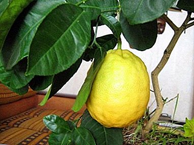Pêveka sirûştî - Lemon Panderosa! Navnîşan û lênêrîna malê