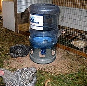 A promesa de saúde de cada individuo - rega debidamente organizada de galiñas