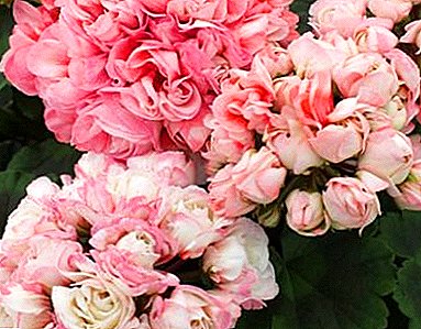 Perennial apik - Pion-kaya geranium: review saka varieties karo foto, peculiarities saka budidoyo lan masalah bisa