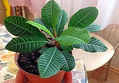ភ្ញៀវក្រៅស្រុក - ការថែរក្សា Euphorbia Belozhilkovy (belozhilchaty) និងរូបថត