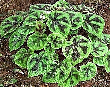 စိတ်ဝင်စားဖွယ် patterned "Begonia Mason ဆို"
