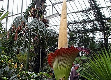 Fascinante planta Amorphophallus: regras do coidado
