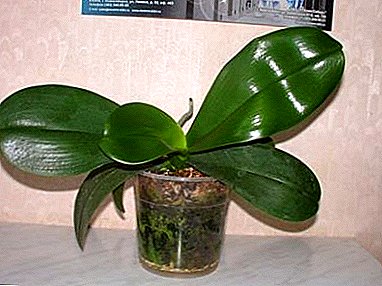 Здравјето на орхидните лисја е клучот за долговечноста на растението. Како да се грижите за егзотичен цвет?